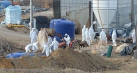 충남 홍성·천안 닭농장 AI 의심신고 ‘비상’