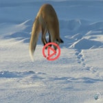 [쿠키영상] 붉은여우의 놀라운 사냥 실력! 우스꽝스럽지만 정말 신기해!