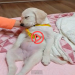 [쿠키영상] ‘떡실신한’ 강아지! 생애 첫 산책이 얼마나 피곤했으면...
