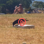 [쿠키영상] 꼭 먹고 말테다…피자 상자와 씨름하는 까마귀