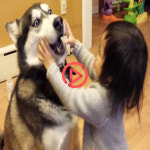 [쿠키영상] 네가 참 좋아~♥ 온몸 다 바쳐 소녀의 사랑을 받아주는 허스키