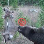 [쿠키영상] 이까짓 전기 쯤이야…사슴을 뜯어먹는 곰