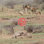 [쿠키영상] “이기는 수컷 내 수컷!”