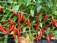 영양고추연구소 “재래종 고추종자 분양 받으세요”