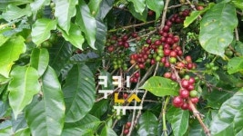 [최우성의 커피소통] 평등(平等, equality) 커피(coffee)