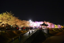 영주시 낮과 밤이 황홀한 서천 벚꽃길