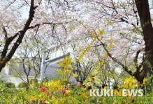 아이들도 함께 즐기는 벚꽃놀이