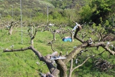 [창녕소식] 창녕 농특산물 美 동부 진출 시도…뉴욕서 바이오 수출상담회 개최