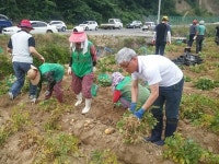 문경시  농암면새마을회  불우이웃돕기  감자캐기