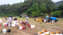 봉화군  물야면  새마을회  사랑의  감자