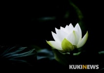 [쿠키 줌 업] 새벽녘 고귀한 모습 뽐내는 눈부신 하얀 연꽃