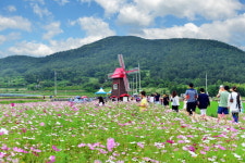 [여기어때] “하늘거리는 코스모스 꽃밭 걸어볼까~”…제7회 거제 청마꽃들축제 9월20일 개최