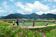 [여기어때] “하늘거리는 코스모스 꽃밭 걸어볼까~”…제7회 거제 청마꽃들축제 9월20일 개최