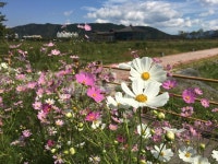 경주 월성동의 또 다른 볼거리, 코스모스 꽃길