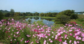 [여기어때] 창원 주남저수지, ‘환상의 코스모스 세상으로 변신’