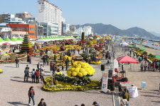 창원 마산가고파국화축제 ‘인기몰이’…개막 닷새만 60만 명 돌파