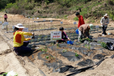 수확의 행복… 영주시, 도시텃밭 분양
