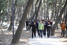 포항 송도 솔밭, 도시숲으로 재탄생