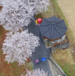 [포토] 봄비와 우산 그리고 벚꽃