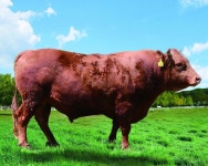 영주시 덕풍농장 한우, 국가 보증 씨수소로 선발