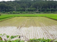 함안군, 벼 이모작 첫 실시