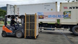 하동산 햇배·햇밤, 첫 수출길