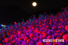 2018 평창백일홍축제 성황