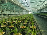 합천군 “선물용 난 시장 개척, 신소득 창출”