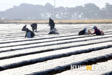 “마늘처럼 야무진 외국인 농군들” 충북 보은 마늘 심기 현장을 가다.