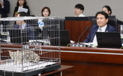 벵갈고양이 국감 데뷔…김진태 “퓨마와 닮아서 가져 왔다”