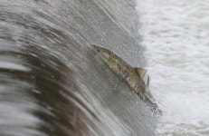 포항 형산강에 연어가 돌아왔다