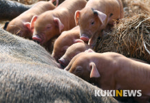 <2019 기해년/ 황금돼지해 특집>  “우리 이렇게 행복해도 돼지 유∼”