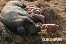 2019 황금돼지해  “우리는 정말 행복한 돼지 유∼”