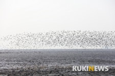 화성습지, ‘동아시아-대양주 철새이동경로 파트너십’에 등재