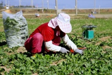 [내고장 먹거리] 제철 맞은 남해시금치, 한번 맛보면 못 잊어~