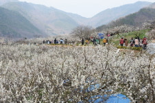 [여기어때]양산의 봄...원동매화축제와 함께 즐기세요~~