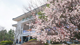 봄 맞은 동국대학교 경주캠퍼스