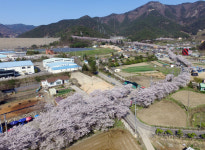 [여기어때]밀양 삼랑진 벚꽃길 환상적 비경 즐기세요~~