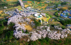 [사천소식] 제3회 선진리성 벚꽃축제 30일 개최