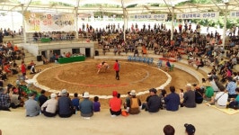 경산자인단오제 대학장사 씨름대회 8일 열려…전국 8개 대학팀 참가