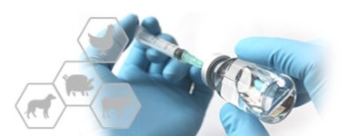 코미팜, 예방 시험백신 개발 소식에 주가 급등 [특징주]