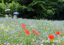 수레국화 사이에서 수줍게 모습을 드러낸 꽃양귀비