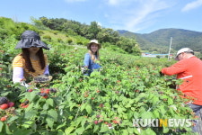 [포토] 순창 팔덕면, 땡볕에 복분자 수확 일손돕기 ‘구슬땀’