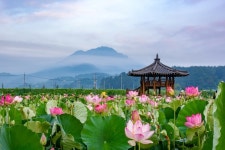 [여기어때] 함안연꽃테마파크로 700년 전 고려시대로 가볼까?