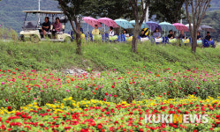 ‘2019평창백일홍축제’ 막 내려