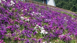 김천 부항댐 사면 국화꽃 만개, 가을정취 물씬