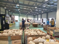 양평군,  경기도 어린이 건강과일로  멜론 첫 공급