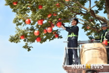 [단신] 청송군, ‘제15회 청송사과축제’ 준비 한창