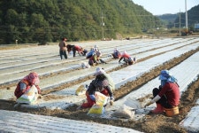 [포토뉴스] 내년 밥상을 부탁해~…경남 의령군 마늘파종