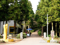 제주도에서 1년…숲속의 신작로 사려니숲길